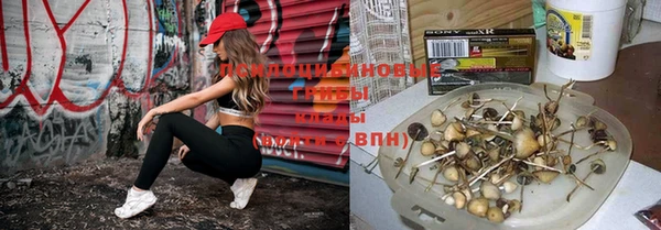 PSILOCYBIN Белокуриха